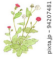 夏〜秋の花、キク科の仲間、赤いタビラコみたいな花の水彩画イラスト 94207481