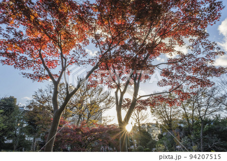 有栖川宮記念公園　紅葉が印象的な池畔　東京都港区 94207515