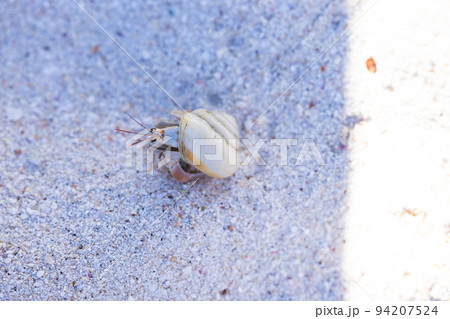 砂浜を歩くヤドカリ 砂浜を歩くヤドカリ 94207524