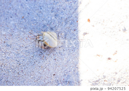 砂浜を歩くヤドカリ 94207525