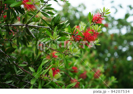 レモンポトルブラッシュ 94207534