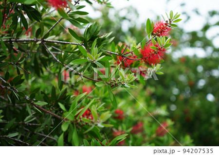 レモンポトルブラッシュ 94207535