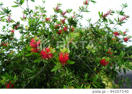 レモンポトルブラッシュ 94207540