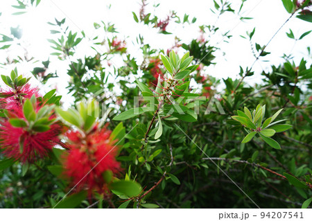 レモンポトルブラッシュ 94207541