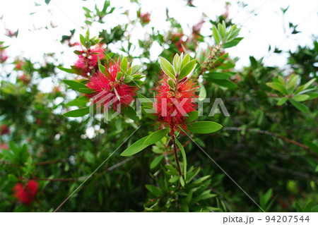 レモンポトルブラッシュ 94207544