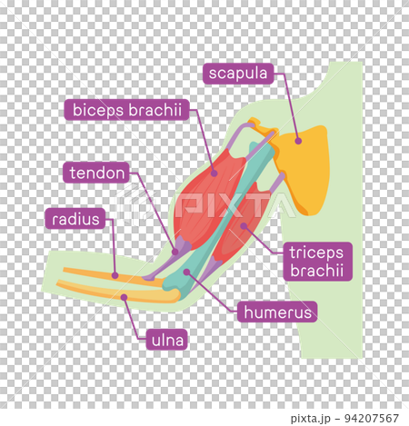 腕の骨と筋肉の図解イラスト 94207567