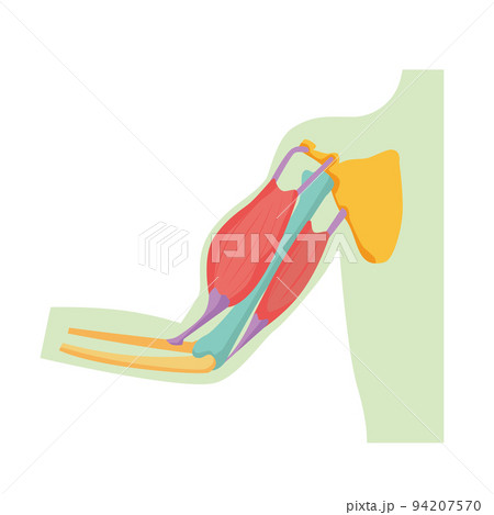 腕の骨と筋肉の図解イラスト 94207570