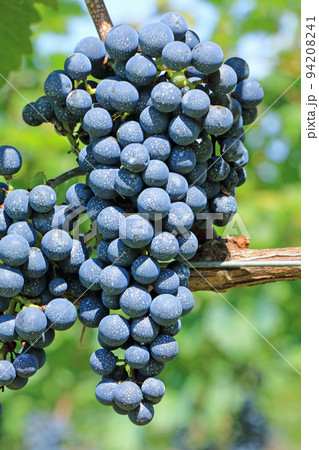 ワイン用ブドウ　メルロー 94208241
