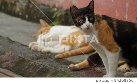 地域猫3 94208256