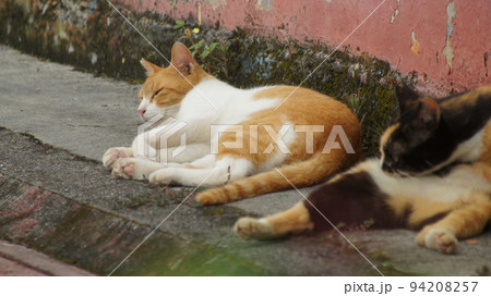 地域猫4 94208257