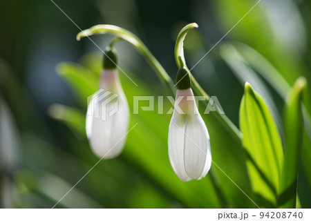 スノードロップ 94208740