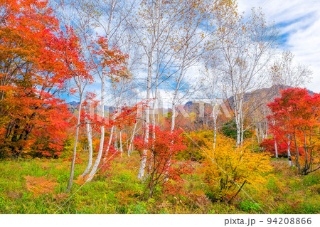 白樺と紅葉の森 94208866