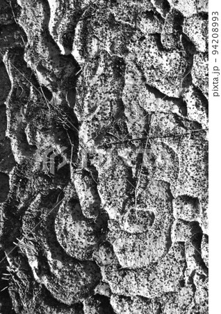 ケヤキ樹皮の幹モノクロ4 94208993