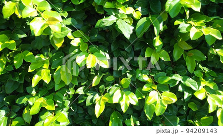 葉っぱ 葉っぱ 94209143