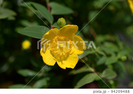 セイヨウキンシバイ セイヨウキンシバイ 94209488