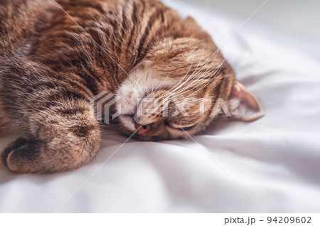 ぐっすりと眠るネコ ぐっすりと眠るネコ 94209602