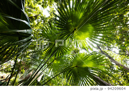 小笠原父島 オガサワラビロウ 小笠原父島 オガサワラビロウ 94209604