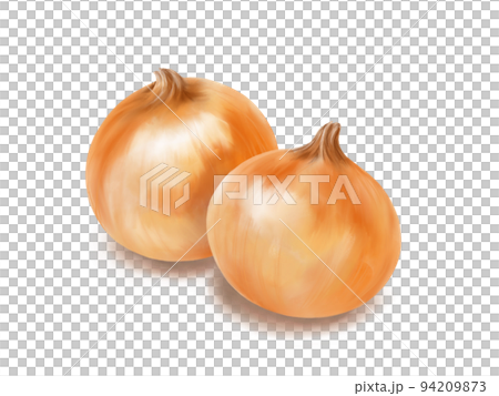 重なる皮付き玉ねぎのリアルな水彩イラスト 94209873