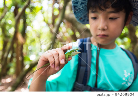 亜熱帯の森を歩く子ども 亜熱帯の森を歩く子ども 94209904