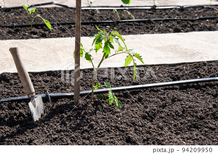 Tomato seedlings plant grown in beds with automatic watering or water dripping system in the home vegetable garden. Hose for watering and irrigation. 94209950