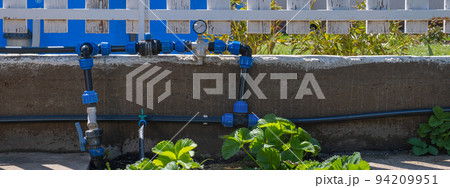 Strawberry plant grown in beds with automatic watering or water dripping system in the home vegetable garden. Hose for watering and irrigation. Strawberry plant grown in beds with automatic watering or water dripping system in the home vegetable garden. Hose for watering and irrigation. 94209951