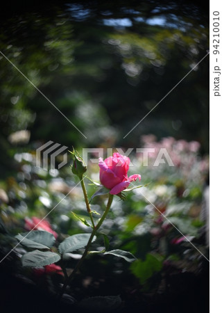 素敵な薔薇　黒の背景 94210010