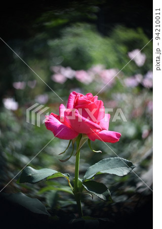 素敵な薔薇　黒の背景 94210011