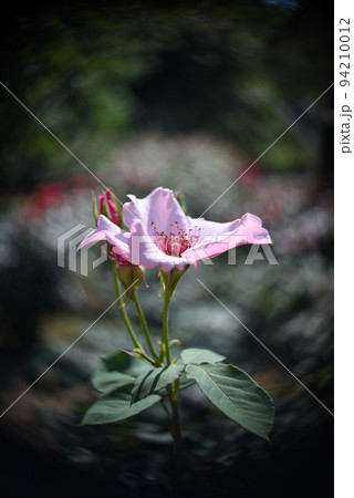 素敵な薔薇　黒の背景 94210012