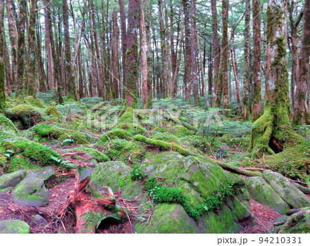 苔蒸す原生林 麦草峠ハイキング 苔蒸す原生林 麦草峠ハイキング 94210331