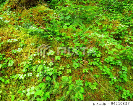 苔蒸す原生林　麦草峠ハイキング 94210337