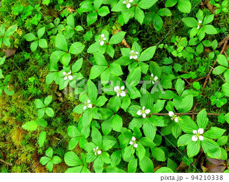 苔蒸す原生林 麦草峠ハイキング 苔蒸す原生林 麦草峠ハイキング 94210338