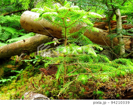 苔蒸す原生林　麦草峠ハイキング 94210339