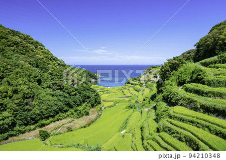風に揺れる稲穂が美しい浜野浦の棚田（佐賀県玄海町） 94210348