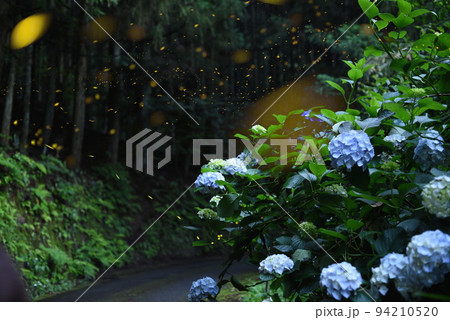 紫陽花と蛍 94210520