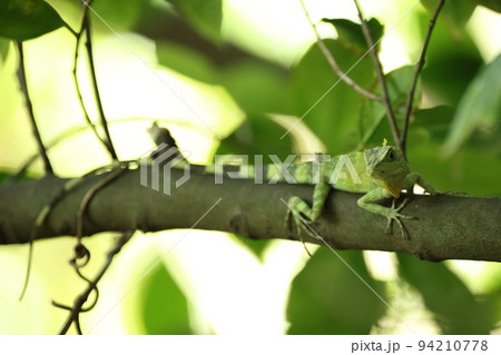 生き物　爬虫類　オキナワキノボリトカゲ、九月の那覇で。レッドリストに記載されてい日本固有種です 94210778