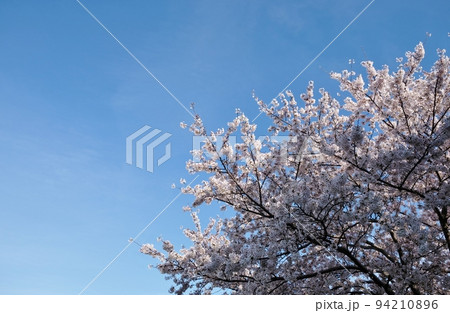 青空に映える満開の桜 94210896