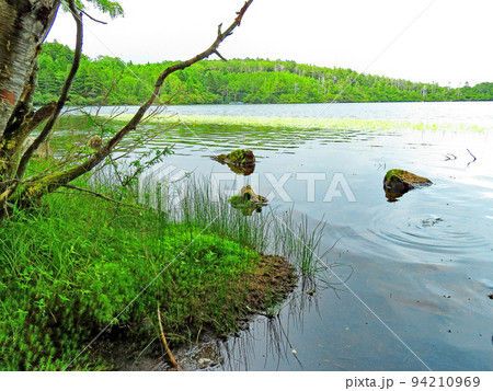 麦草峠　苔蒸す原生林　白駒の池 94210969