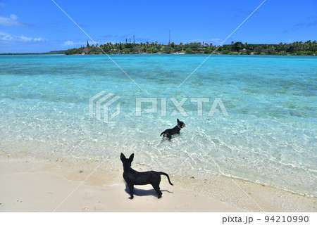 美しい海で遊ぶ子犬 美しい海で遊ぶ子犬 94210990