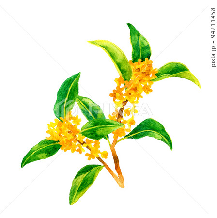 金木犀(キンモクセイ)のカットイラスト 秋の花の手描き水彩イラスト素材 金木犀(キンモクセイ)のカットイラスト 秋の花の手描き水彩イラスト素材 94211458