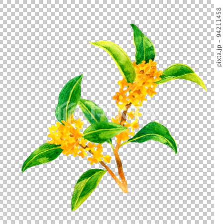 金木犀(キンモクセイ)のカットイラスト 秋の花の手描き水彩イラスト素材 金木犀(キンモクセイ)のカットイラスト 秋の花の手描き水彩イラスト素材 94211458
