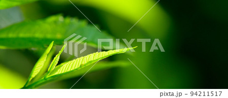 abstract stunning green leaf texture, tropical leaf foliage nature green background 94211517