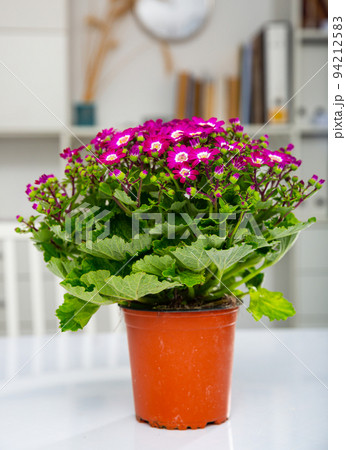 Blossoming of potted purple Cineraria in office interior Blossoming of potted purple Cineraria in office interior 94212583