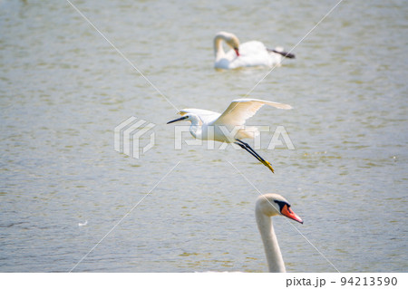 The flight of the little egret or Small White Heron. The flight of the little egret or Small White Heron. 94213590