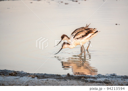 Two Water birds pied avocet, Recurvirostra avosetta, standing in the water in pink sunset light. The pied avocet is a large black and white wader with long, upturned beak 94213594