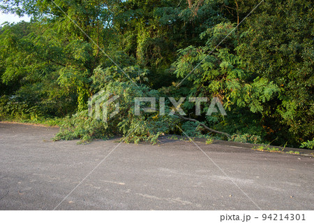 富山県富山市寺家地区の急滝川の倒木 94214301