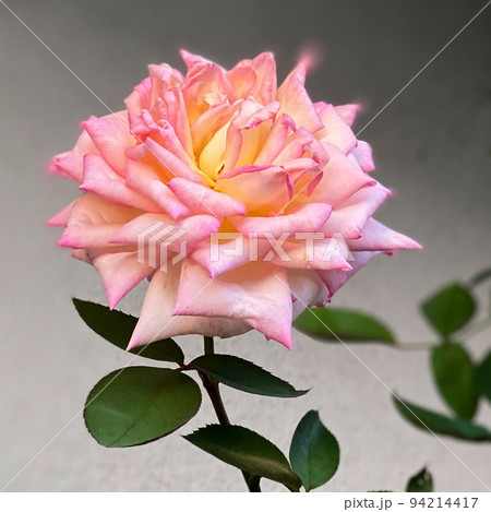 バラ・薔薇と言えば昔から愛と美の象徴である花の女王 バラ・薔薇と言えば昔から愛と美の象徴である花の女王 94214417