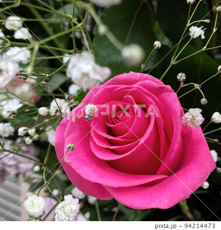 バラ・薔薇と言えば昔から愛と美の象徴である花の女王 94214473