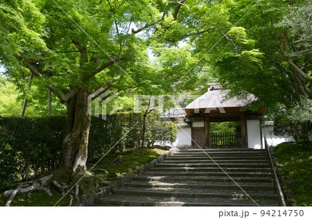 新緑の安楽寺　参道と山門　京都市左京区鹿ケ谷 94214750