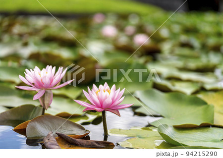 公園の風景 池に咲く睡蓮 宮城県川崎町 公園の風景 池に咲く睡蓮 宮城県川崎町 94215290