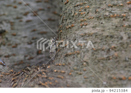 ニイニイ蝉 鎌倉市笛田 ニイニイ蝉 鎌倉市笛田 94215384